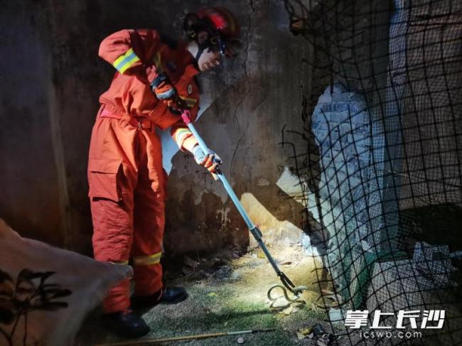 凌晨蛇出没 消防火速“拿捏”