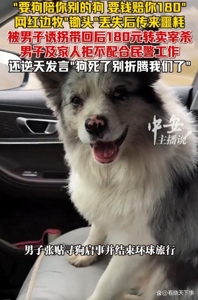 男子拐走网红边牧180元转卖宰杀