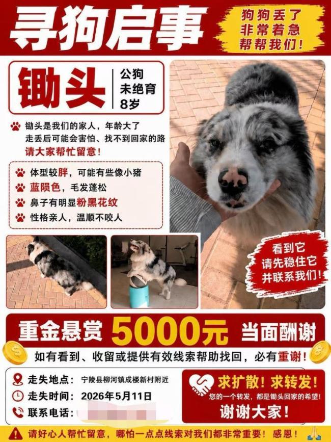 律师解读网红边牧犬被180元卖掉宰杀 主人坚决追责