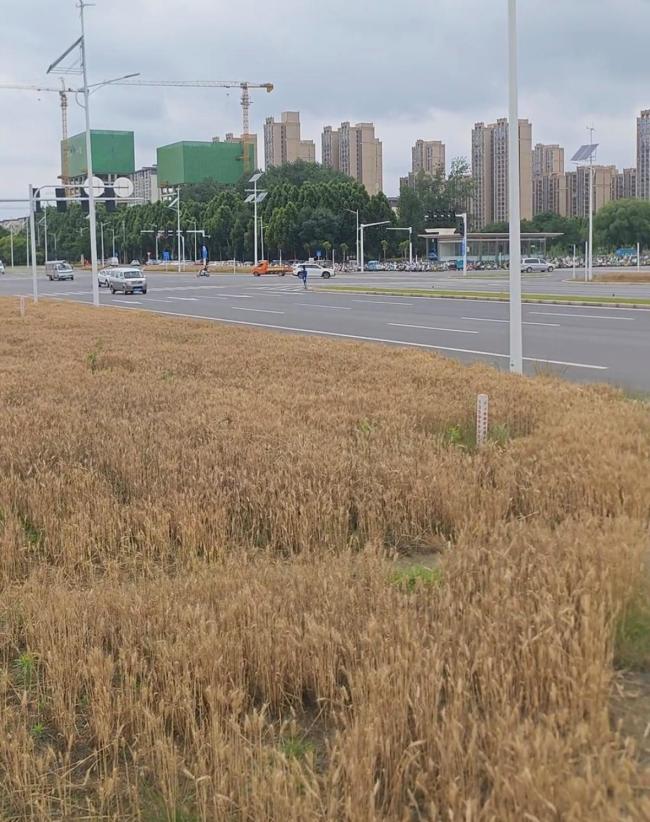 鄭州“特色”地鐵站：被小麥包圍 綠化帶種麥引熱議