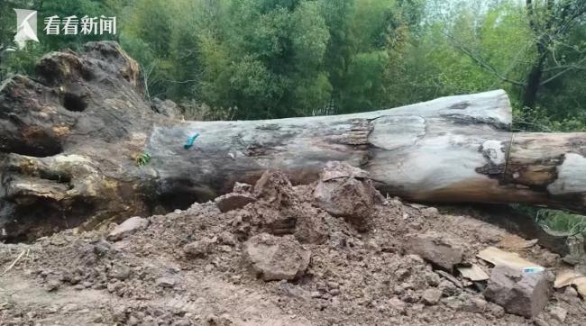 600年古樹為重點工程讓路后死亡 遷移過程疑云重重