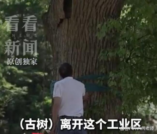古樹(shù)被毀上級(jí)部門(mén)一問(wèn)三不知 六百年記憶何以至此