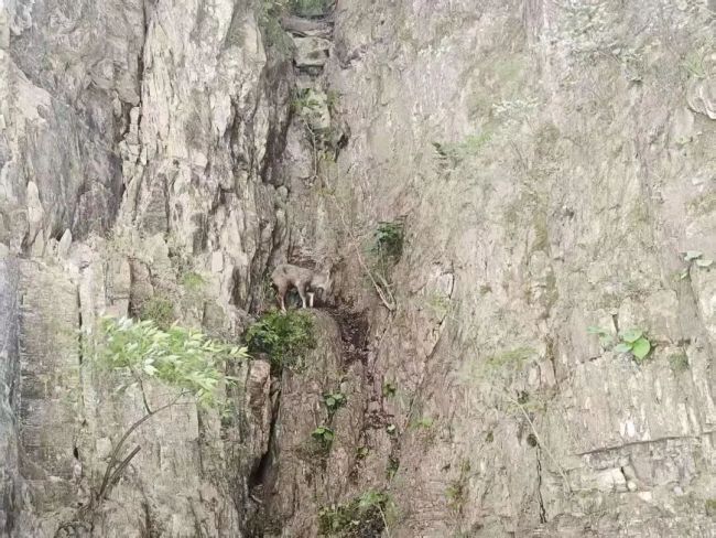 两只中华斑羚被困半山坡 消防员施救 成功转移获救