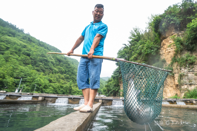 貴州大山也能養(yǎng)出高端三文魚 溶洞水孕育新機(jī)遇