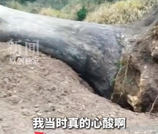 古樹(shù)被毀上級(jí)部門(mén)一問(wèn)三不知 六百年記憶何以至此