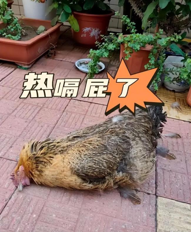 广东一养鸡场几千只鸡被热死 高温酷暑创纪录