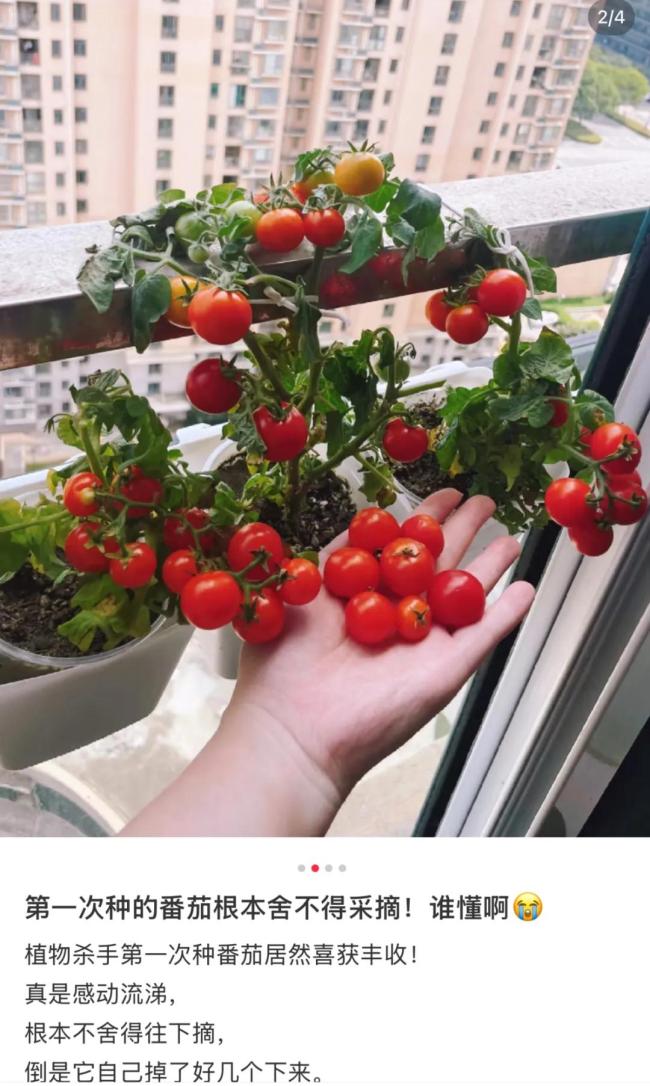 我为什么喜欢种菜了？治愈焦虑的良方