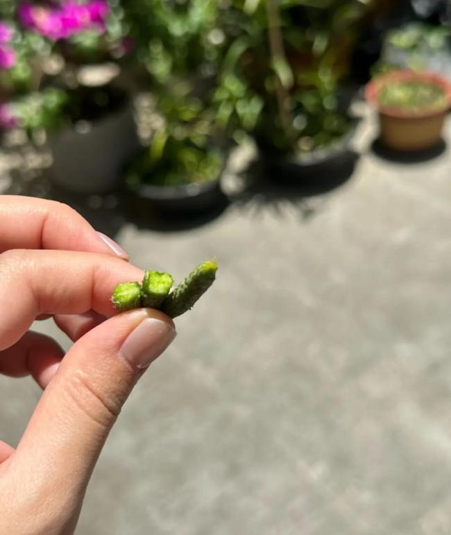 我为什么喜欢种菜了？治愈焦虑的良方