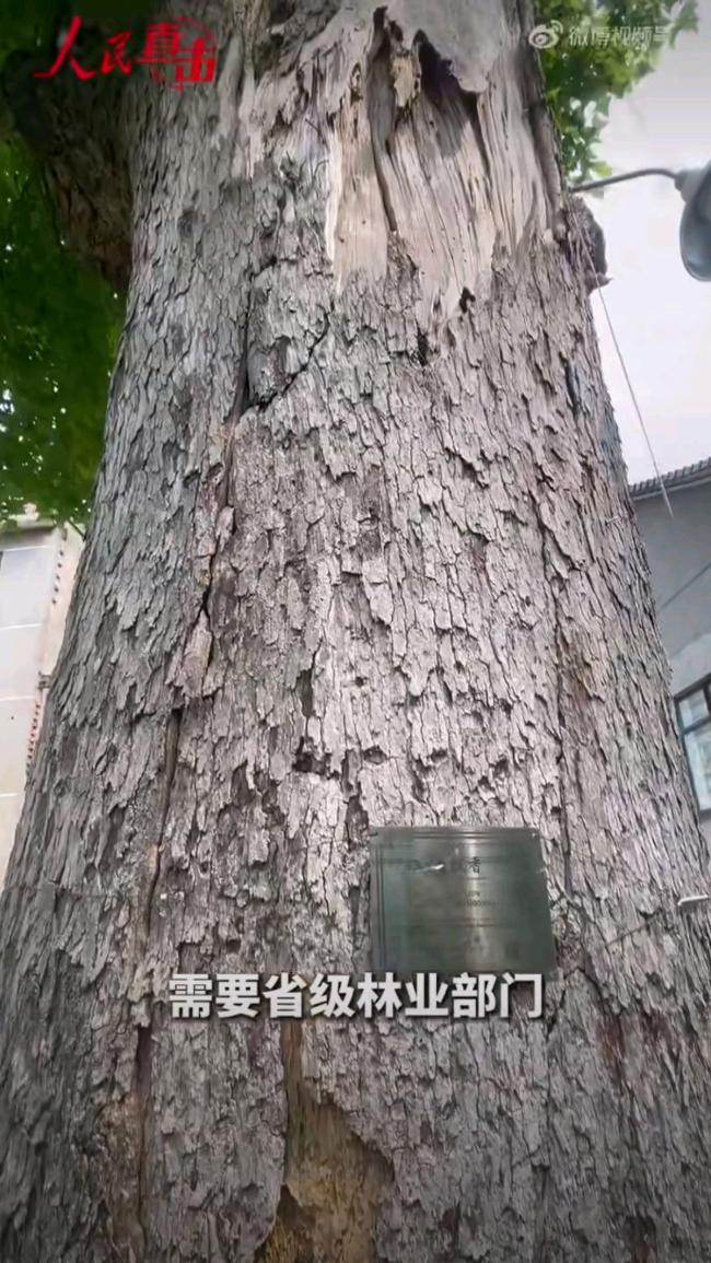 一级古树违规迁移死亡后流向木雕厂 监管失守酿悲剧