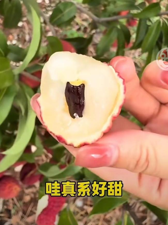 果农辟谣乳白色荔枝是“死荔枝” 品种决定透明度