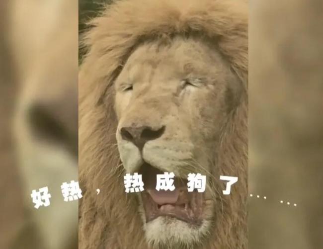 非洲白狮在广州热出“表情包” 广州比非洲还热