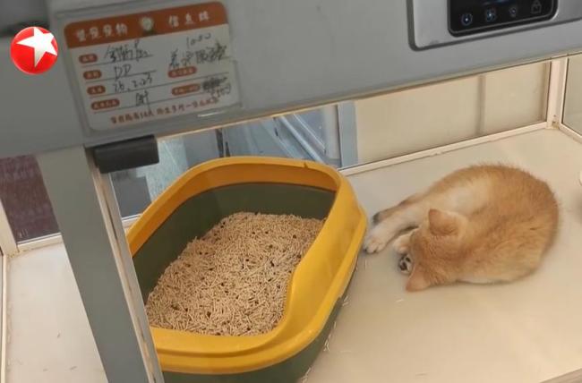 800元买猫背上近8000元猫贷 低价诱惑背后的陷阱