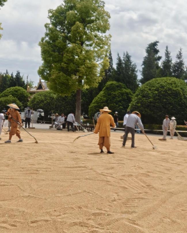 白马寺僧人顶着33℃气温收麦子晾晒 农禅并重传承祖训