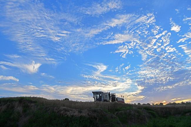 河南各地农民昼夜不停抢收小麦