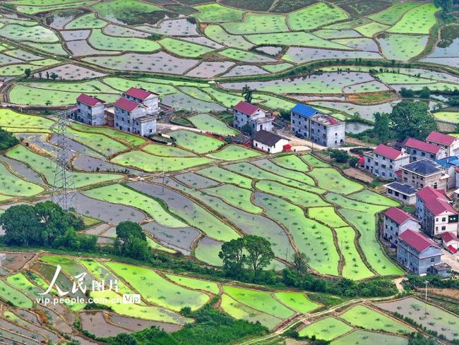 江西泰和：田园如画