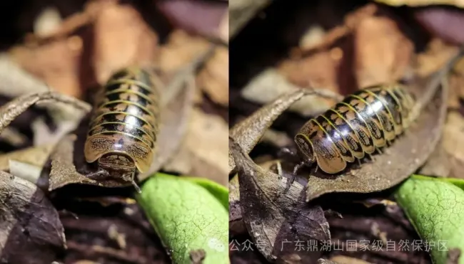 鼎湖山发现新物种