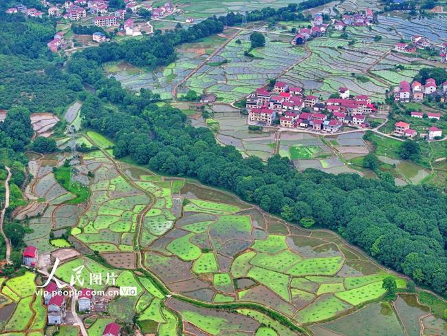 江西泰和：田園如畫