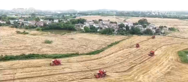 記錄豐收喜悅 廣袤金色田野 “豐”景這里獨(dú)好
