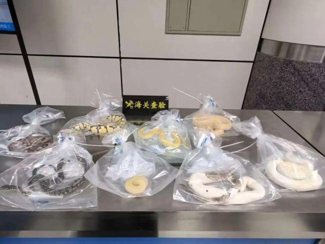 男子口袋藏活蟒蛇进境被查 8条活体蛇遭查获