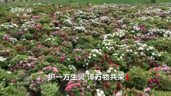 焦点访谈｜中国交出生物多样性保护亮眼答卷