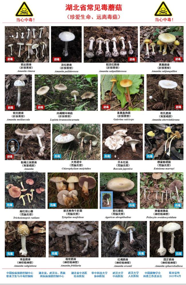 武汉出现“头号毒王” 一朵可能致命 警惕野生蘑菇中毒