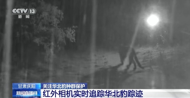 AI大模型識(shí)別 智能設(shè)備助力華北豹守護(hù)