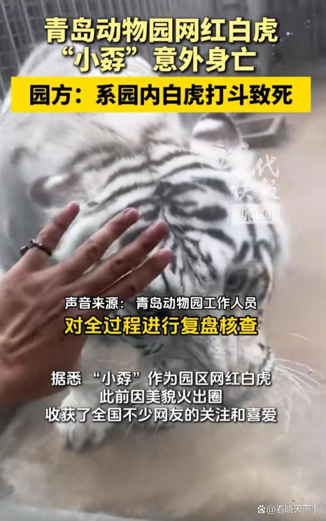 飼養(yǎng)員違規(guī)操作致白虎同區(qū)打斗致死 一山不容二虎悲劇上演