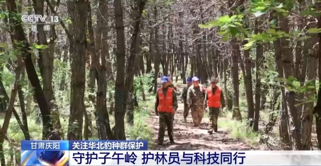 AI大模型識別 智能設(shè)備助力華北豹守護(hù)