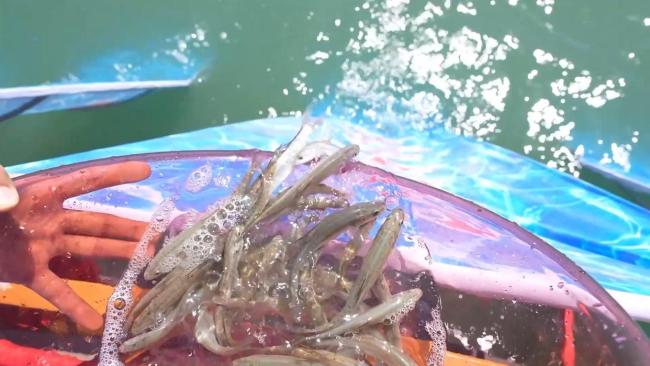 6万多尾扁吻鱼苗放流新疆博斯腾湖 珍稀物种回归水域