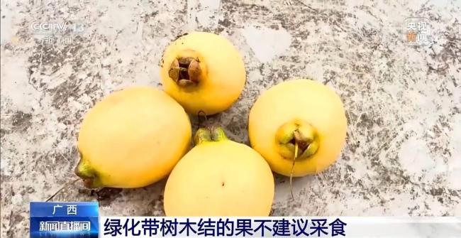 绿化带树木结的果实能吃吗 不宜食用注意健康
