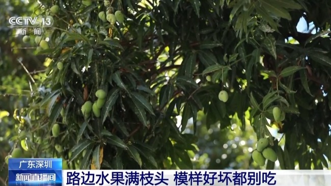綠化帶樹木結(jié)的果實能吃嗎 不宜食用注意健康