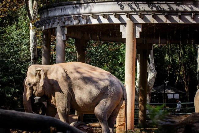 上海動物園亞洲象八莫65歲去世 半世紀(jì)溫情老友告別