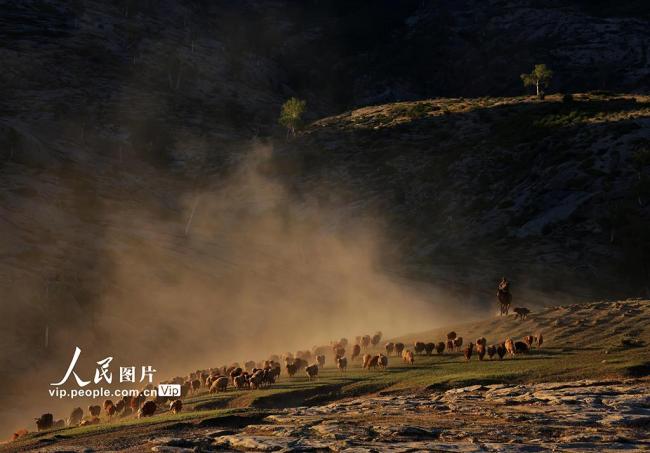 新疆福海：牧民忙夏季轉(zhuǎn)場