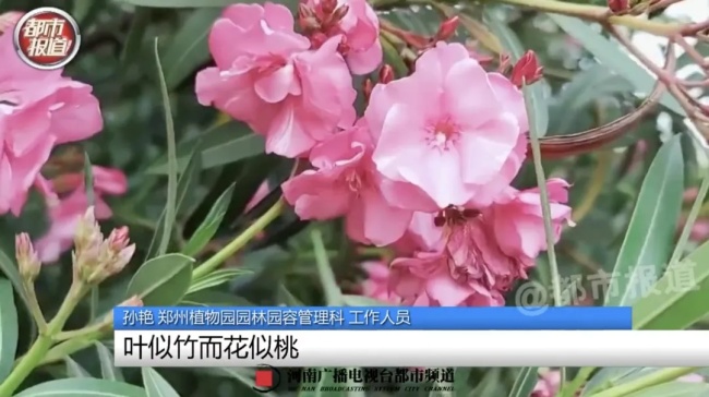 嘴含“網(wǎng)紅花”拍照后中毒 警惕夾竹桃毒性