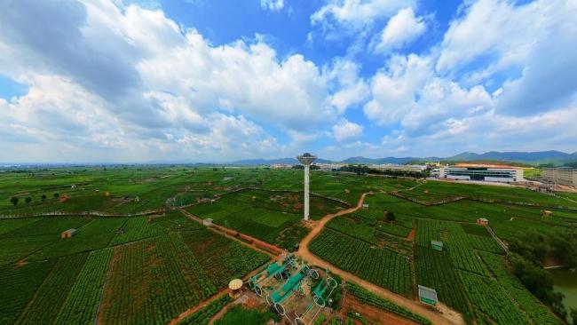 农事“丰”景丨34万花农忙丰收 一朵茉莉香飘全国