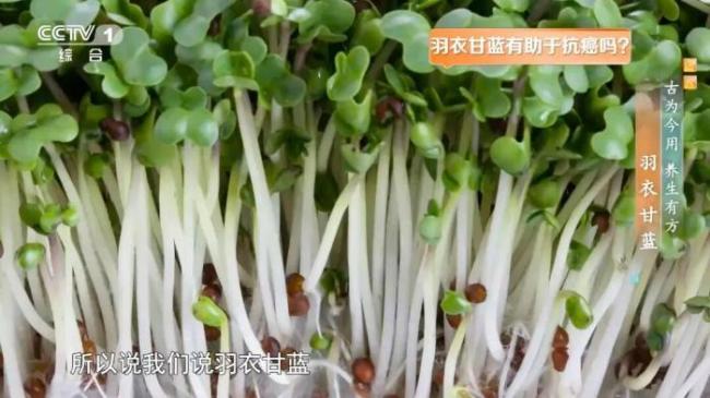 “超級食物”羽衣甘藍怎么吃 脆皮甘藍卷推薦