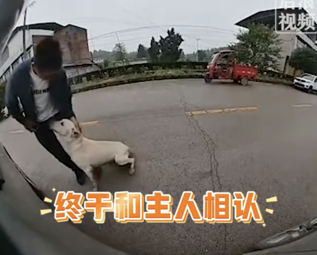 男子開車被狗追竟是丟失半年愛犬 忠心守候終重逢