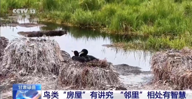 扎堆蓋房？探訪尕海濕地候鳥“育兒所”