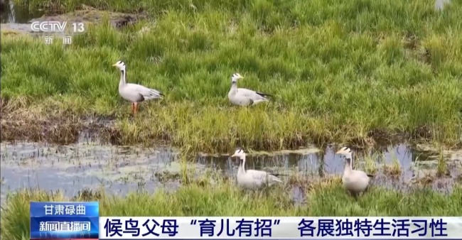 扎堆盖房？探访尕海湿地候鸟“育儿所”