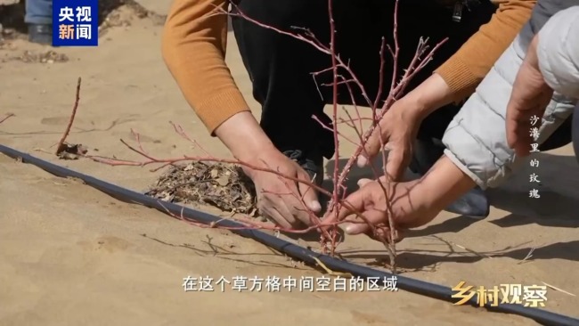 荒漠也可以成花海 看“沙漠玫瑰”背后的生態(tài)之變