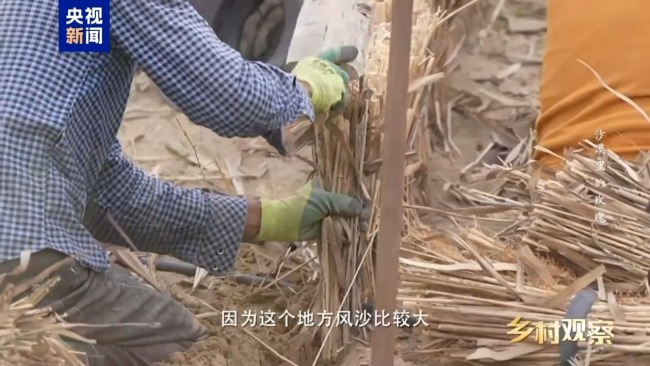 荒漠也可以成花海 看“沙漠玫瑰”背后的生態(tài)之變