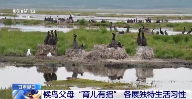 扎堆盖房？探访尕海湿地候鸟“育儿所”