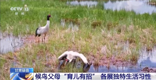 扎堆蓋房？探訪尕海濕地候鳥“育兒所”