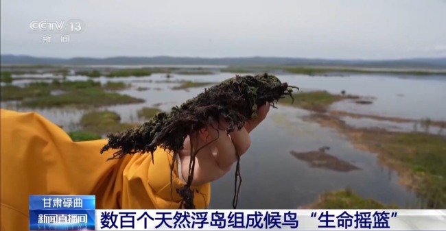 扎堆蓋房?探訪尕海濕地候鳥“育兒所”