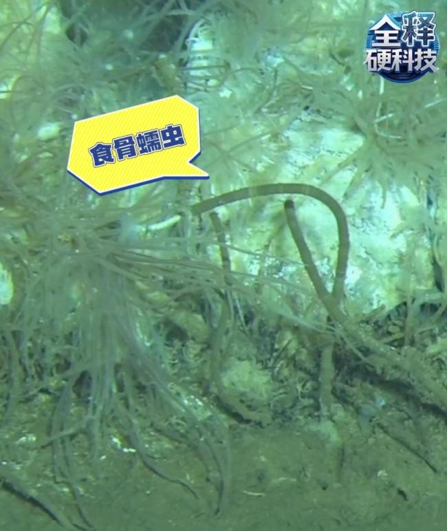 超1000万头！全球最深鲸类“大墓地”被发现 深渊中的古鲸博物馆