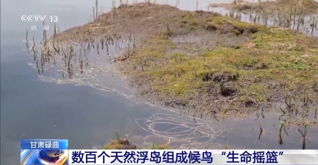 扎堆蓋房？探訪尕海濕地候鳥“育兒所”