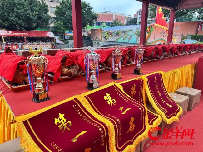 广州天河车陂龙舟赛火热开扒