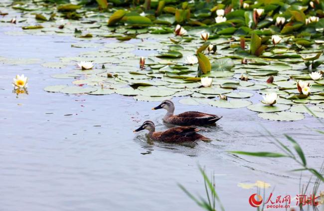 河北衡水湖：鸟育雏忙 莲绽娇颜