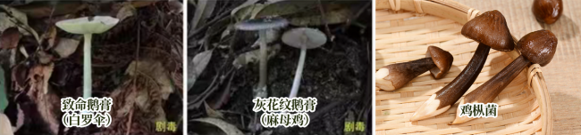 误食菌子中毒不只会致幻 别让美味变危险