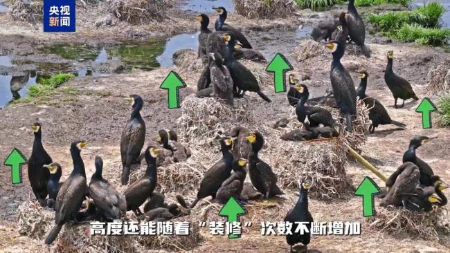 不隻會捕魚！揭秘鸕鶿作為“建築師”的另一麵